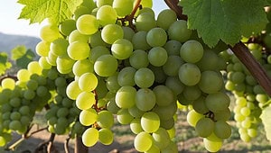 Grapes ---- 8 Inspiring Uses from Past to Modern Times