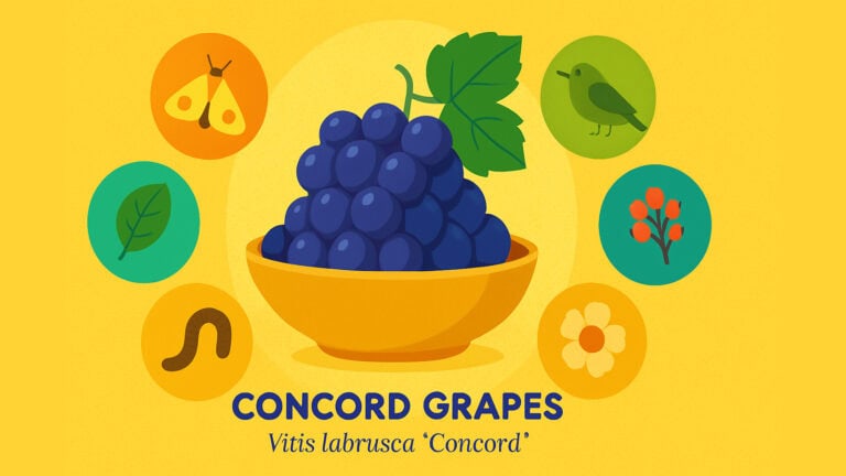 8 Amazing Ways Concord Grapes Sustain Native Biodiversity