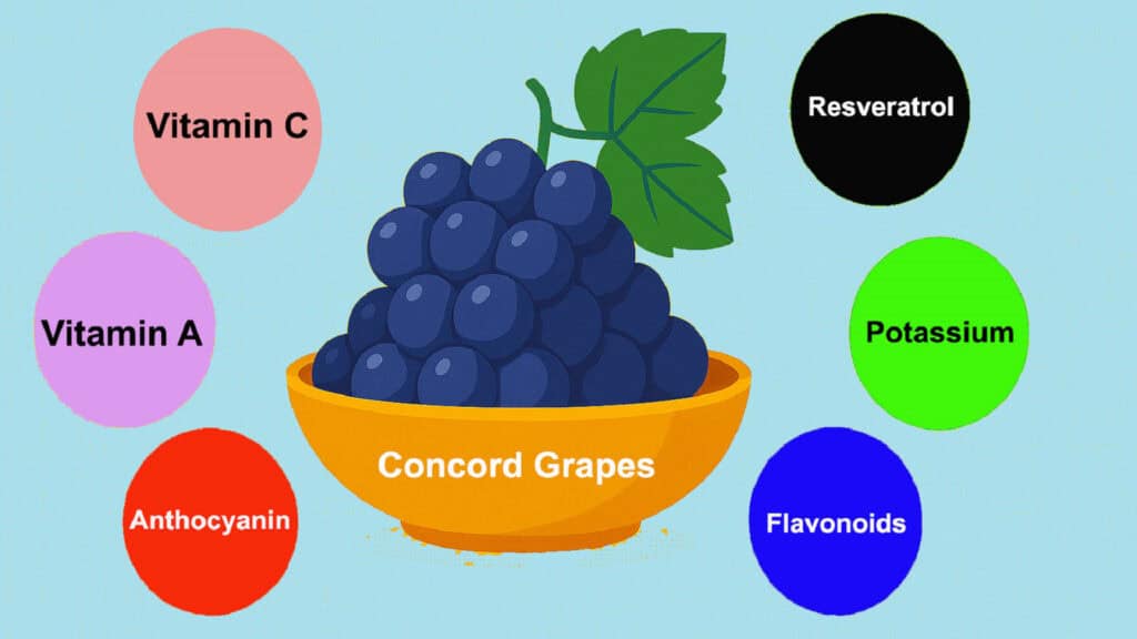Concord Grapes (Vitis labrusca 'Concord') -- Nutritional Profile