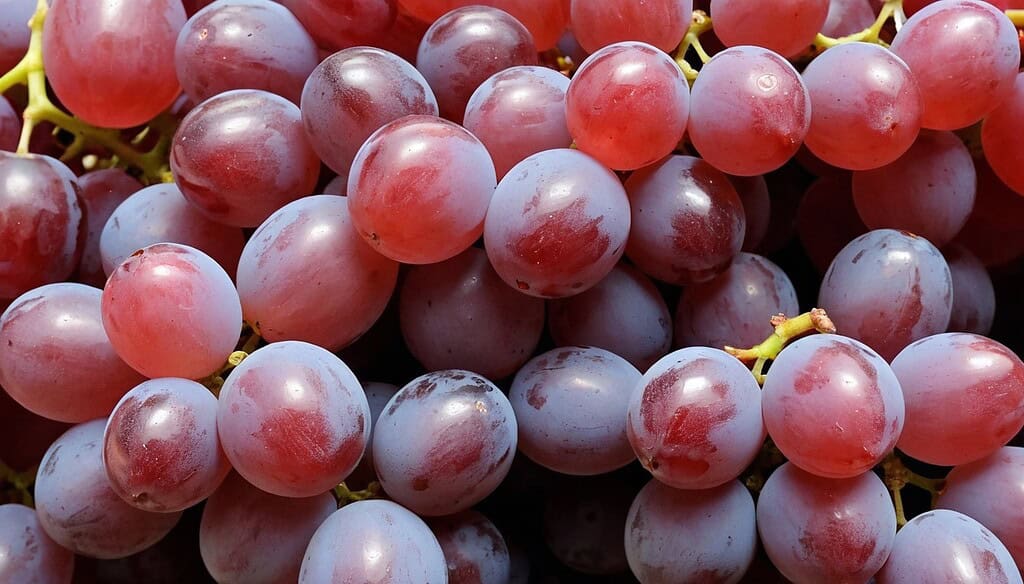 Catawba Grapes and the Sweet-Sparkling Balance