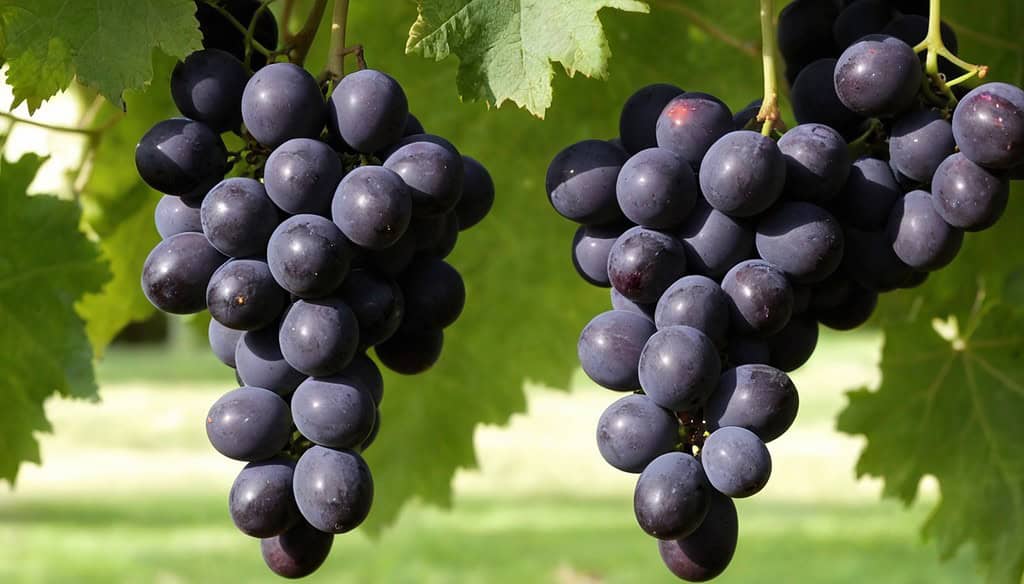Isabella Grapes and Their Floral Sweetness