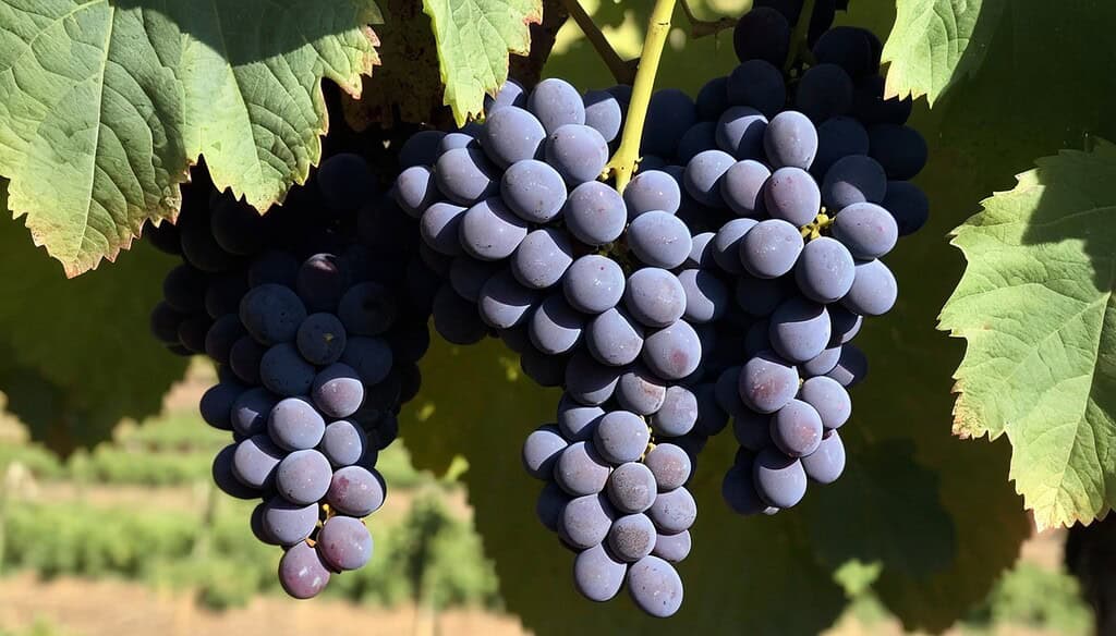 Pinot Noir Grapes in the Context of Resveratrol Pathways