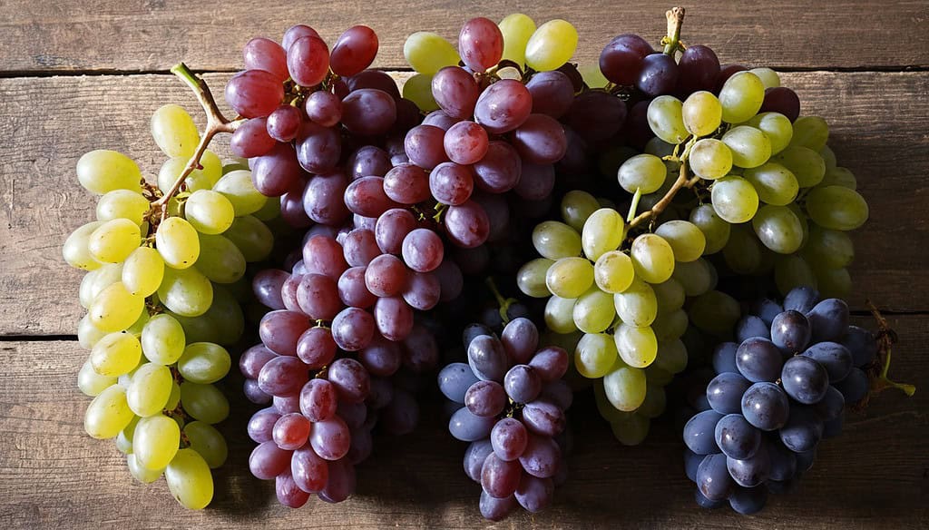 Vitaceae Fruits -- Where Sensory Pleasure Meets Science