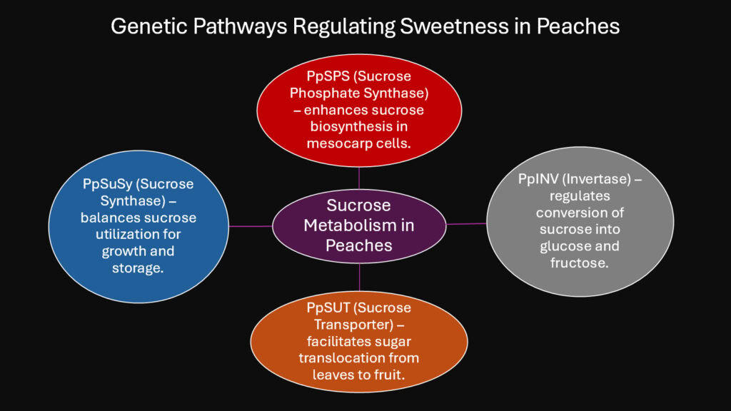 Genetic Pathways Regulating Sweetness in Peaches