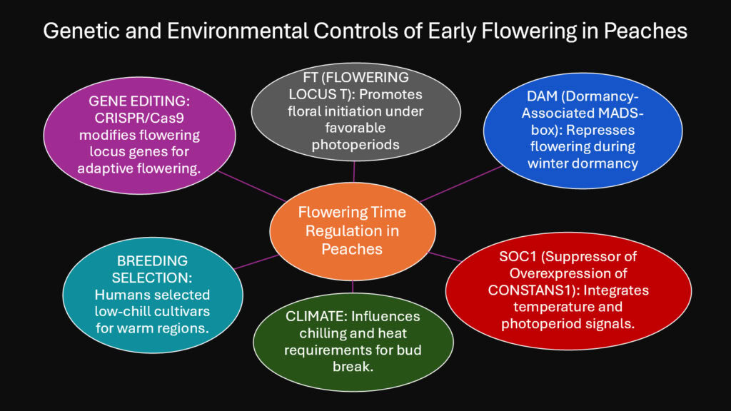 Genetic and Environmental Controls of Early Flowering in Peaches