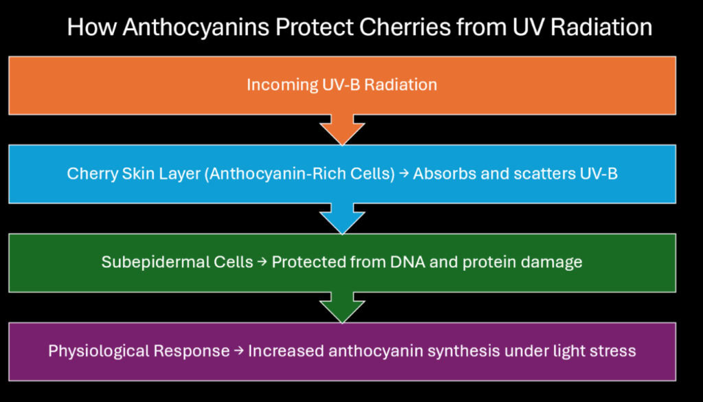 How Anthocyanins Protect Cherries from UV Radiation