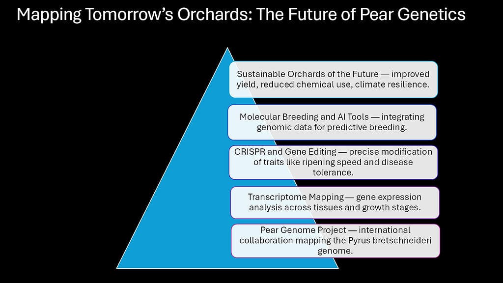Mapping Tomorrow’s Orchards -- The Future of Pear Genetics