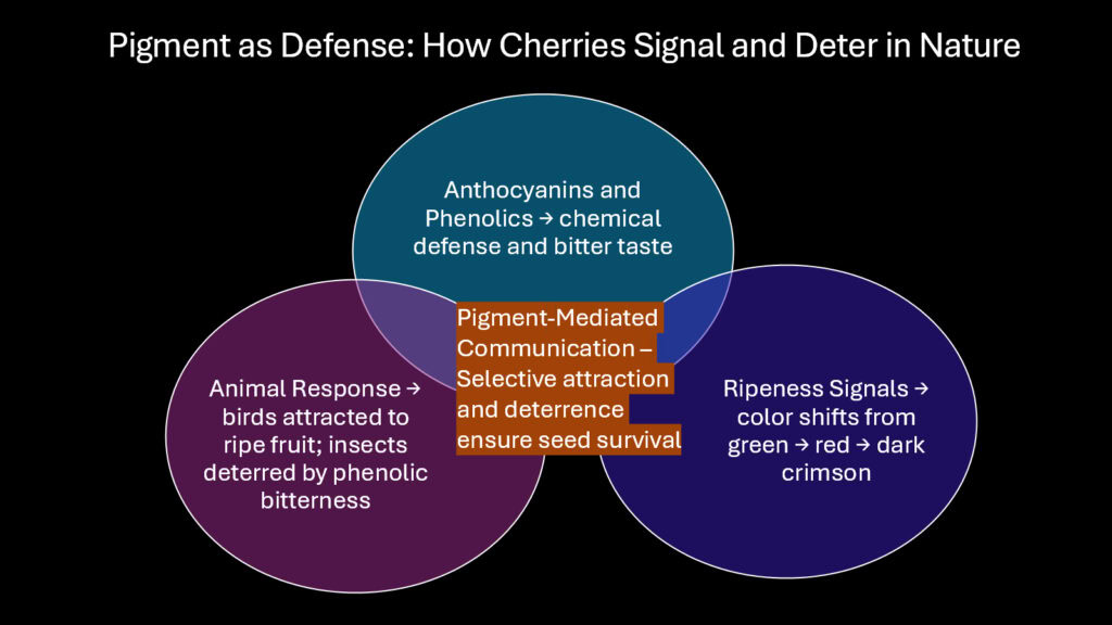 Pigment as Defense -- How Cherries Signal and Deter in Nature