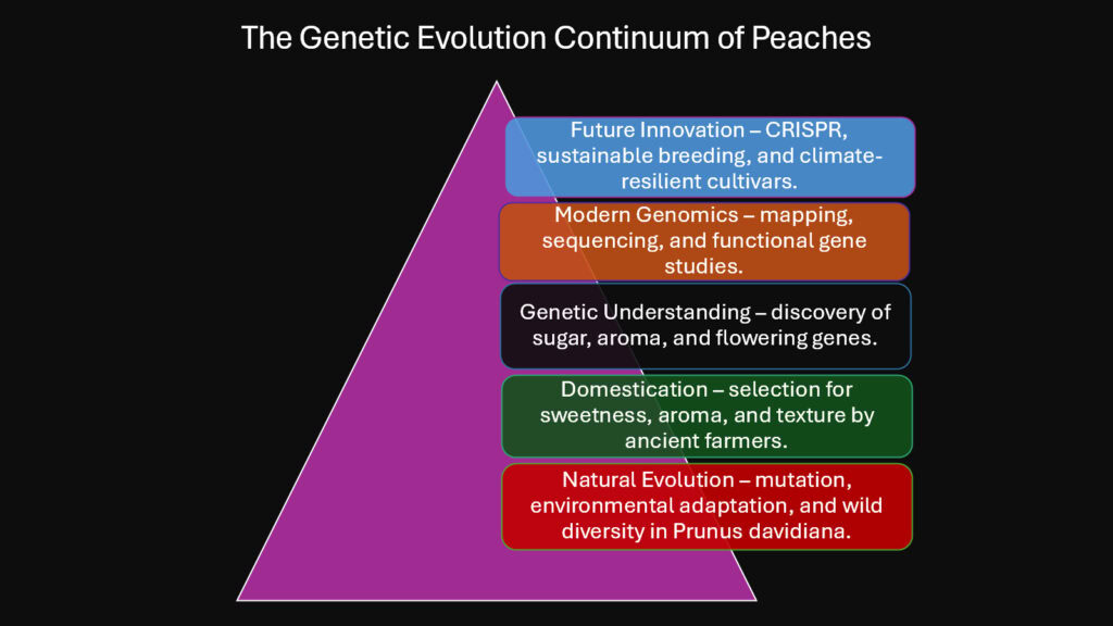 The Genetic Evolution Continuum of Peaches